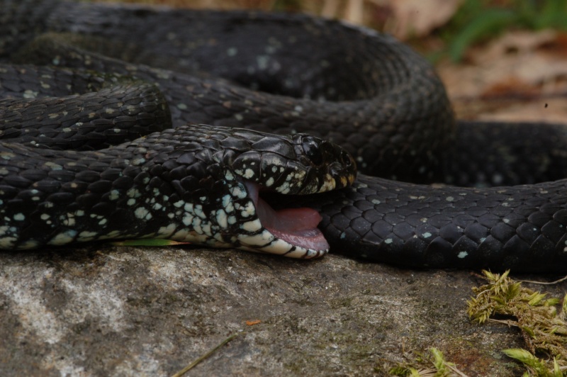 Piccolo test. Di che serpente si tratta?