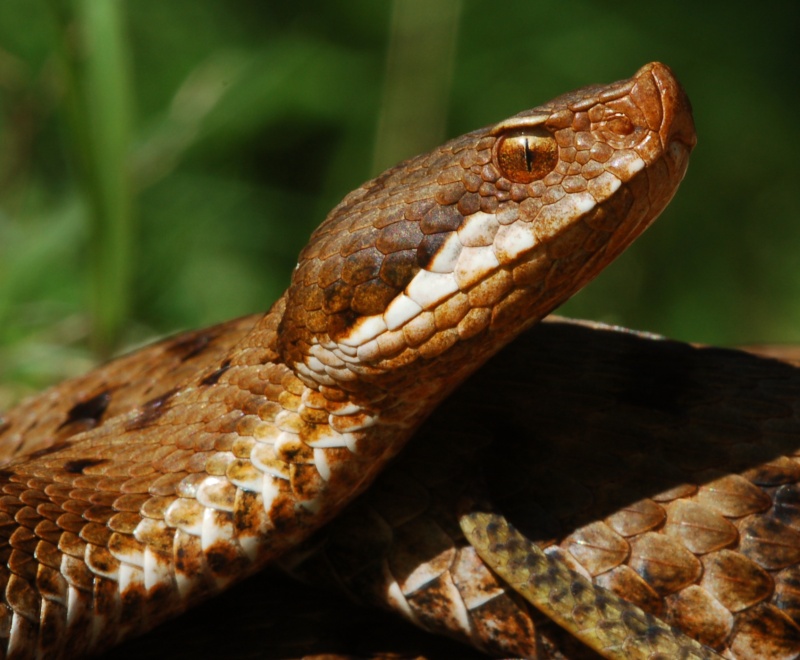 Vipera aspis francisciredi