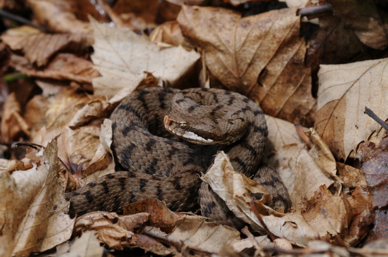 Vipera aspis francisciredi