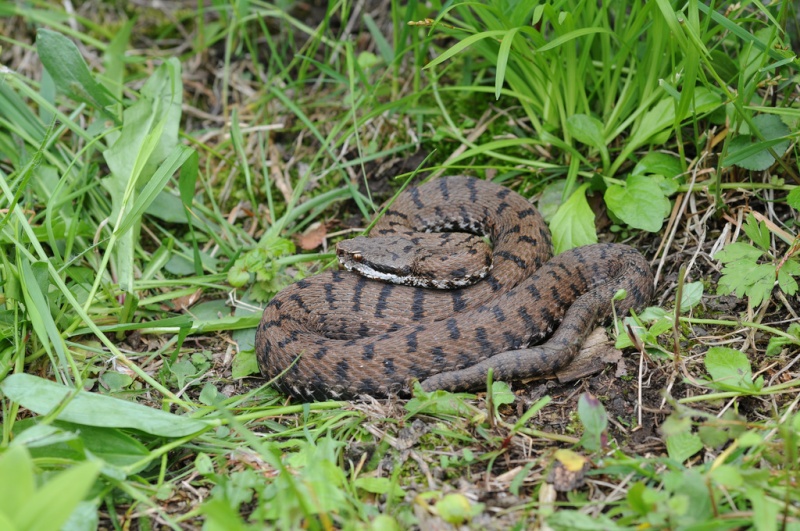 Vipera aspis francisciredi