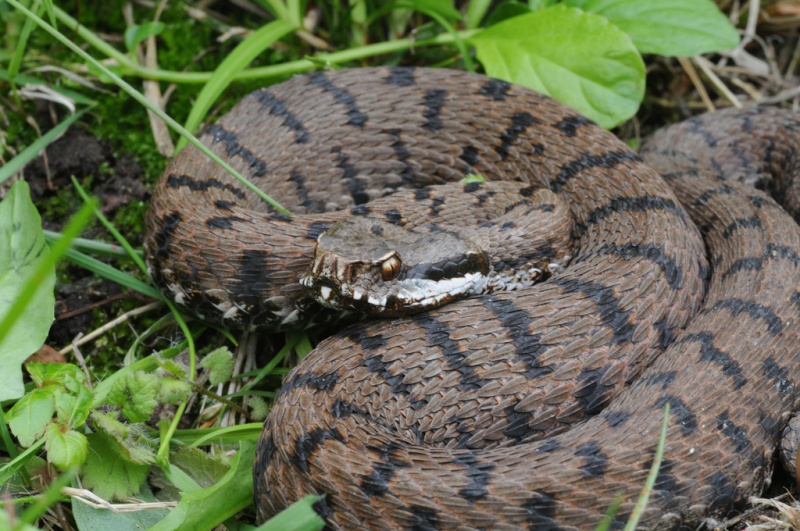 Vipera aspis francisciredi