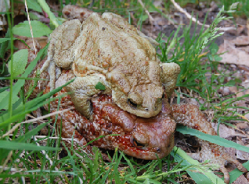 Accoppiamento di Bufo bufo