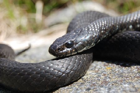 Piccolo test. Di che serpente si tratta?