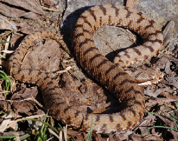 La mia prima vipera del 2009