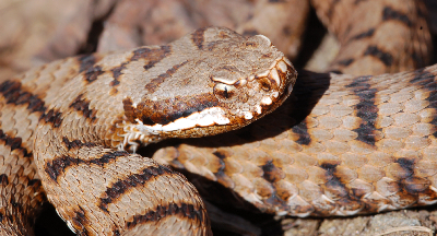 La mia prima vipera del 2009