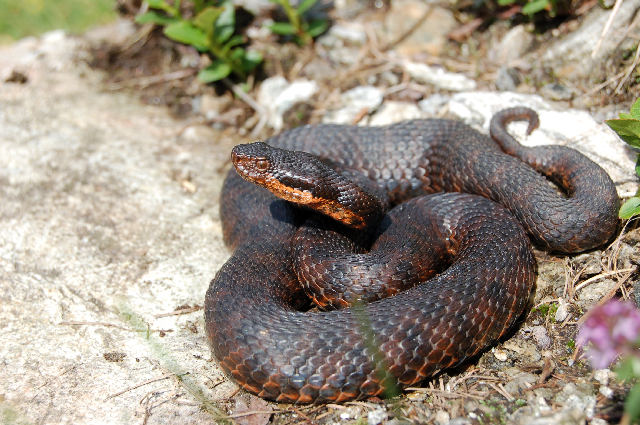 Alcuni serpenti del Canton Ticino