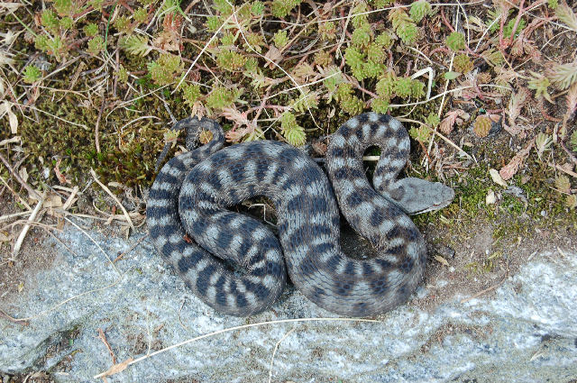 Alcuni serpenti del Canton Ticino