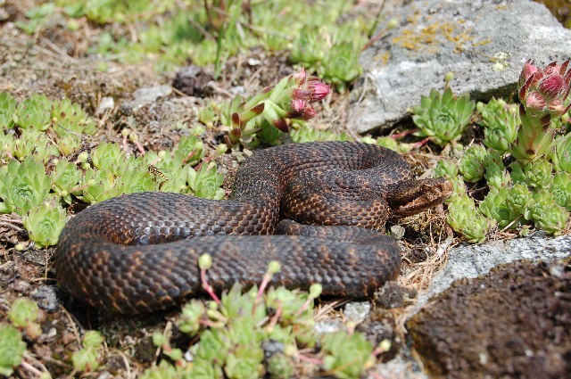 Alcuni serpenti del Canton Ticino