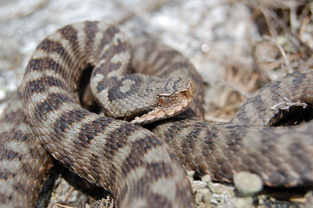 Alcuni serpenti del Canton Ticino