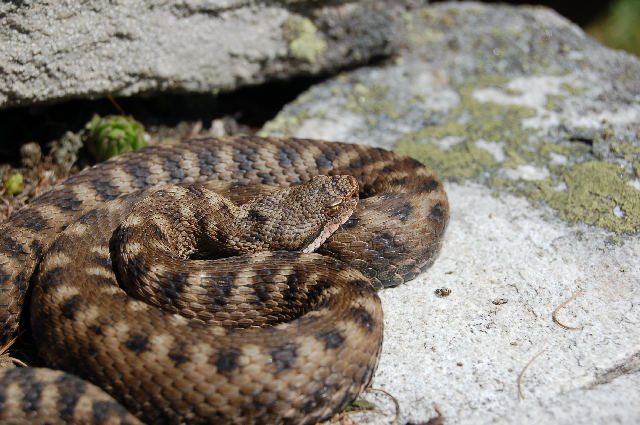 Alcuni serpenti del Canton Ticino