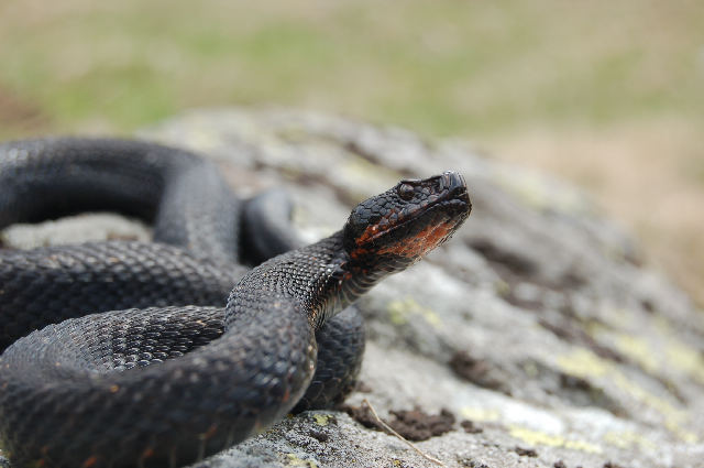 Alcuni serpenti del Canton Ticino