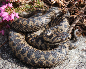 Alcune Vipera berus del canton Vallese