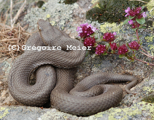 Vipera concolor