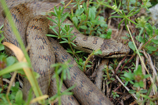 Alcuni serpenti del Canton Ticino