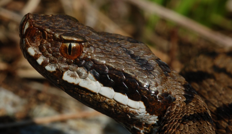 Vipera aspis francisciredi