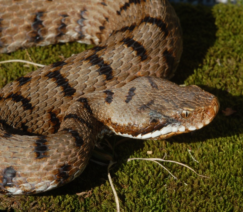 Vipera aspis francisciredi