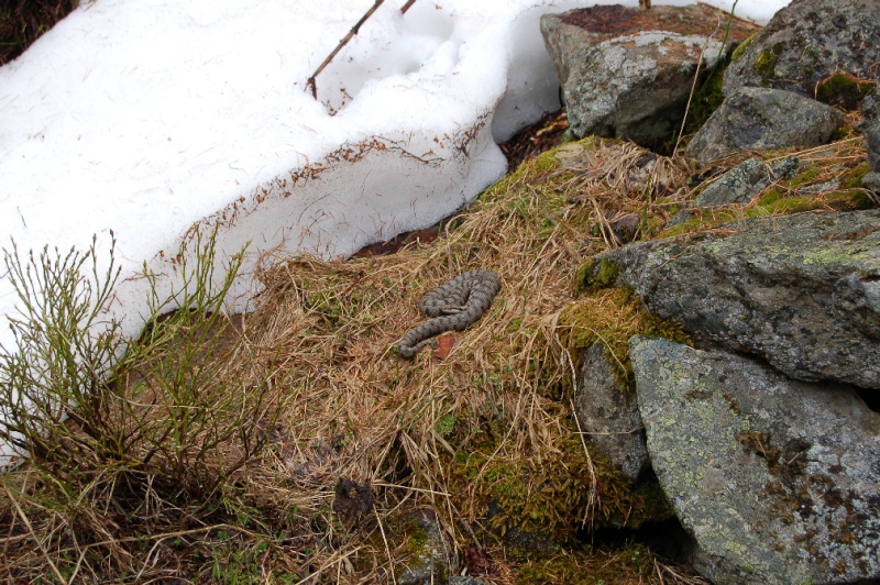 Vipera aspis atra