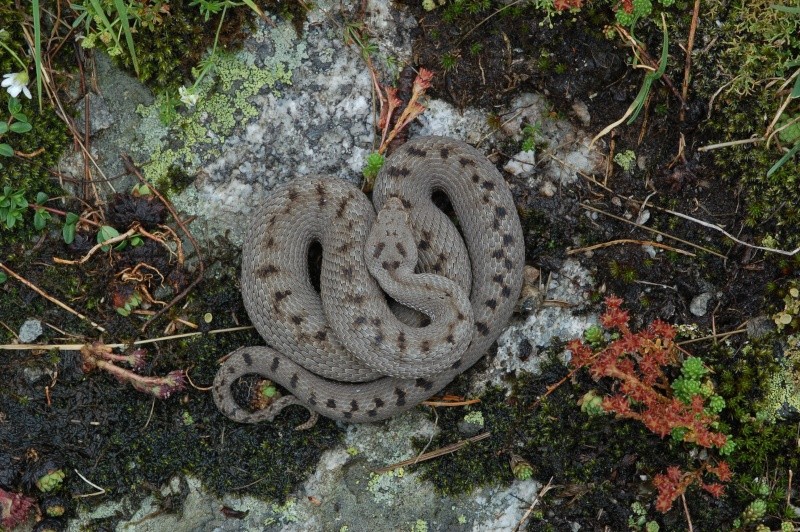 Vipera concolor