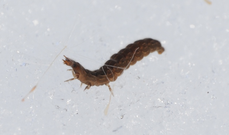 Insetti o larve nella neve:Cantharis sp.