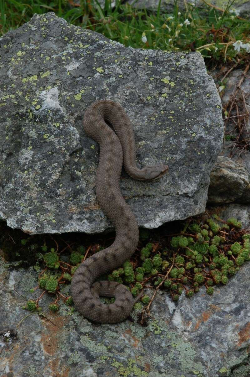 Vipera concolor