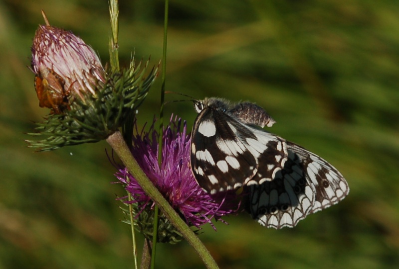 Melanargia galathea