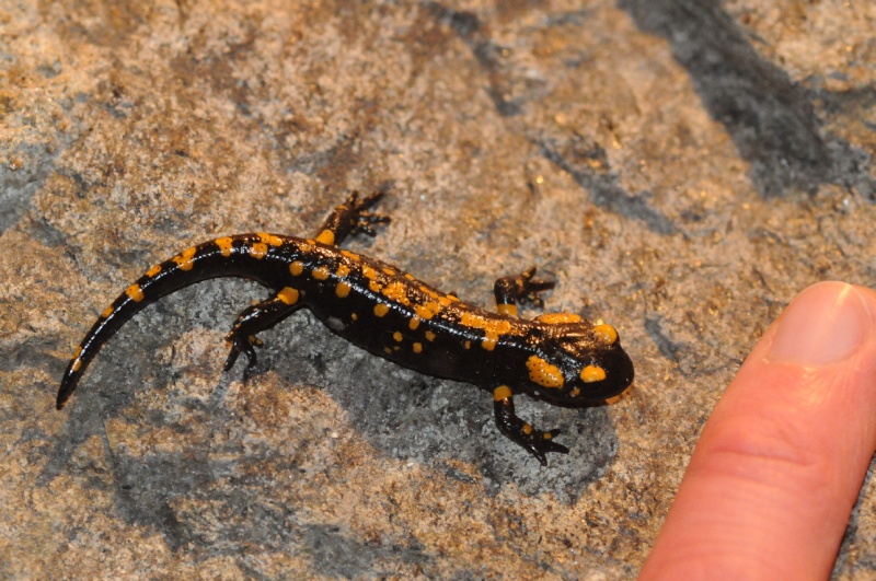 Salamandra beffarda...