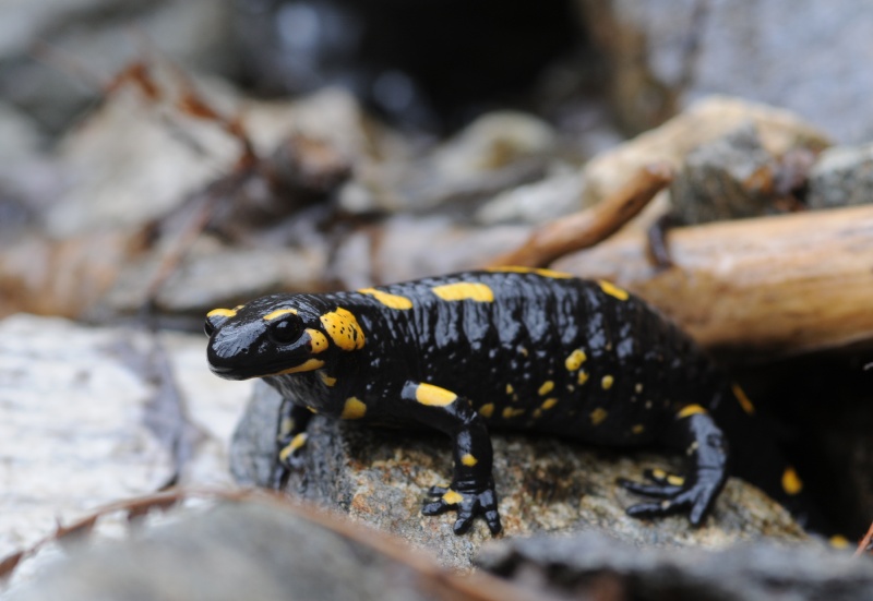 Salamandra beffarda...