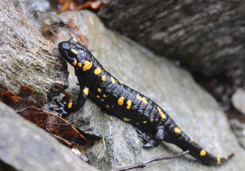 Salamandra beffarda...