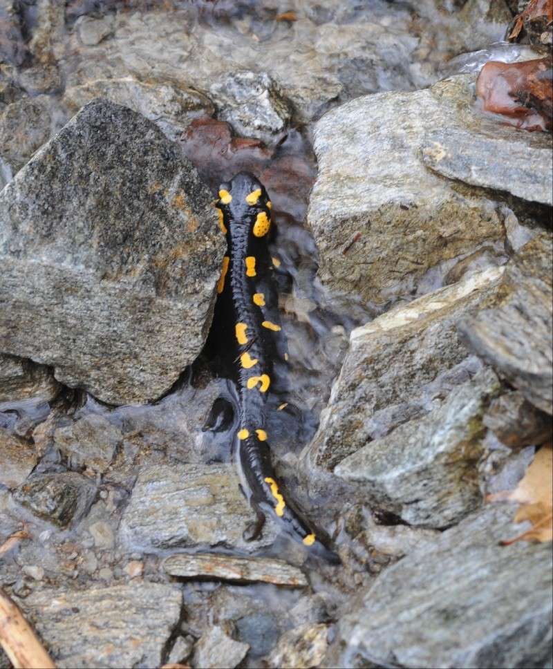 Salamandra beffarda...