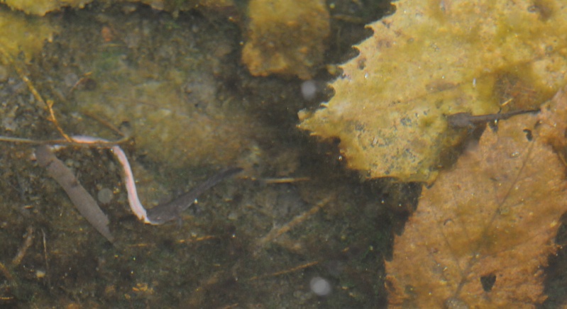 Salamandra beffarda...