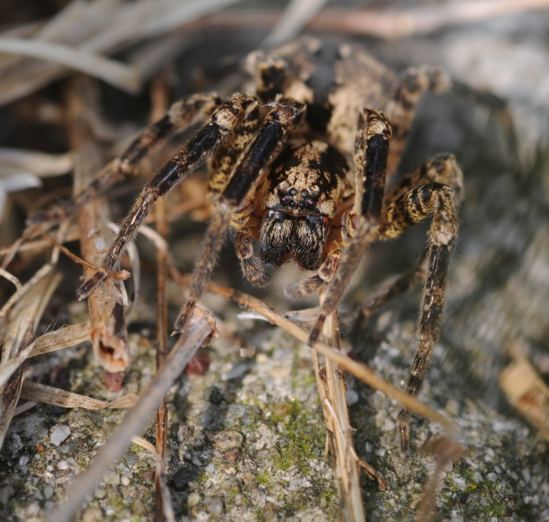 Zoropsis sp.