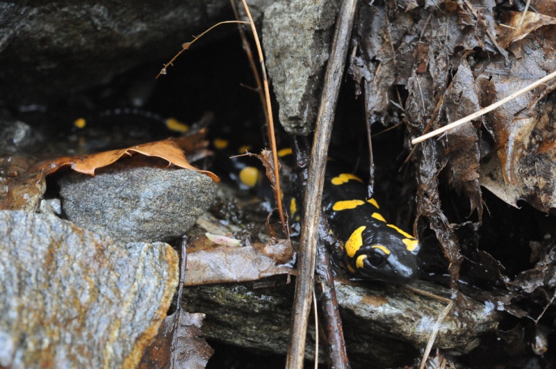 Salamandra beffarda...