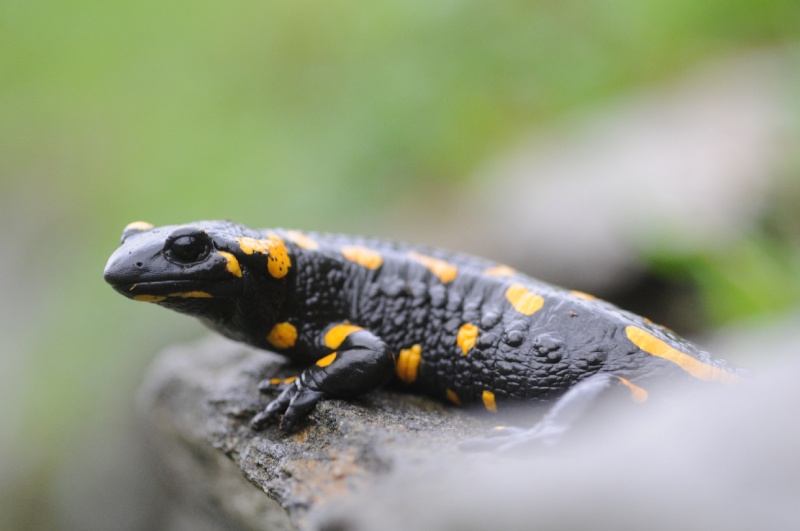 Salamandra beffarda...