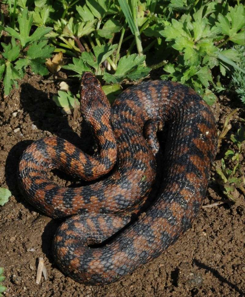 Vipera aspis aspis