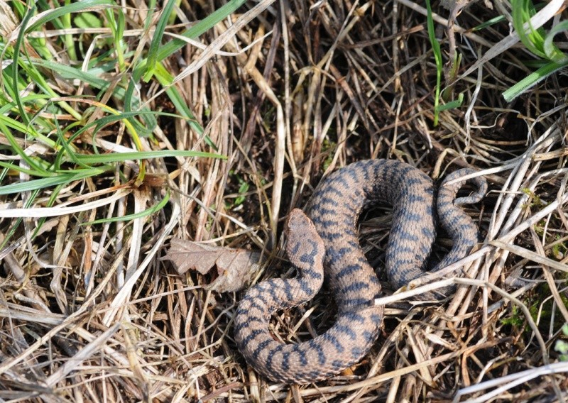 Vipera aspis aspis