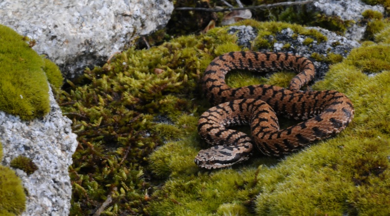 Vipera aspis aspis