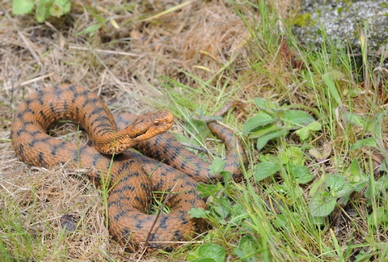 Vipera aspis aspis