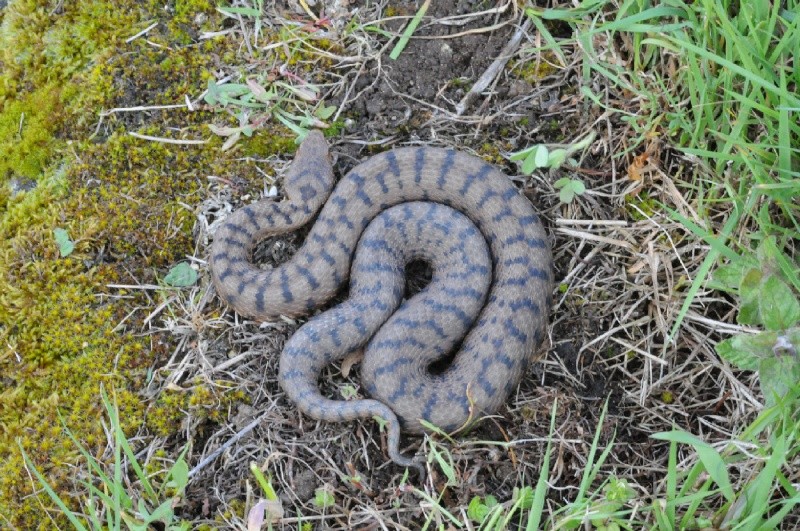 Vipera aspis aspis