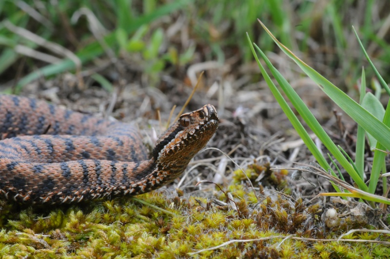 Vipera aspis aspis