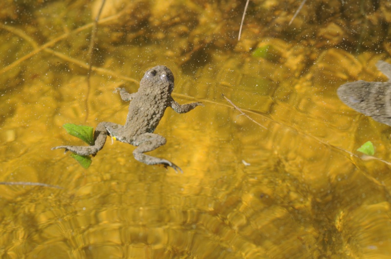 Bombina allupata!