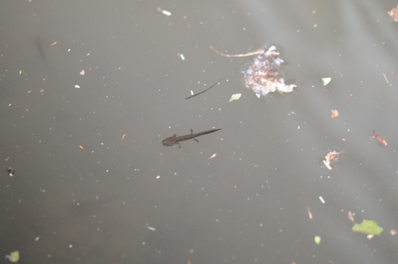 Salamandra beffarda...