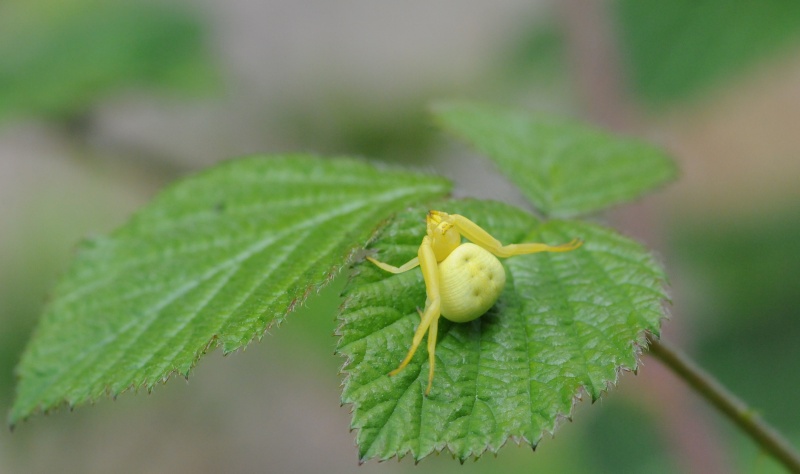 Misumena vatia