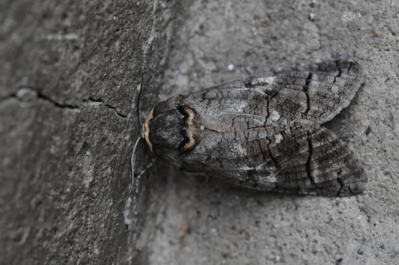 Falena da identificare.- Cossus cossus (Cossidae )