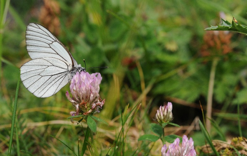 Alcune farfalle da identificare