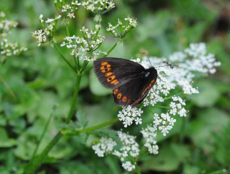 Alcune farfalle da identificare