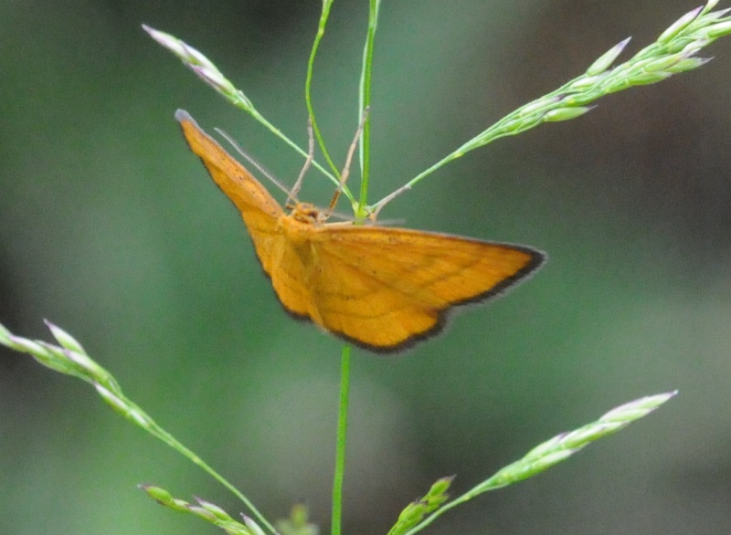 Alcune farfalle da identificare