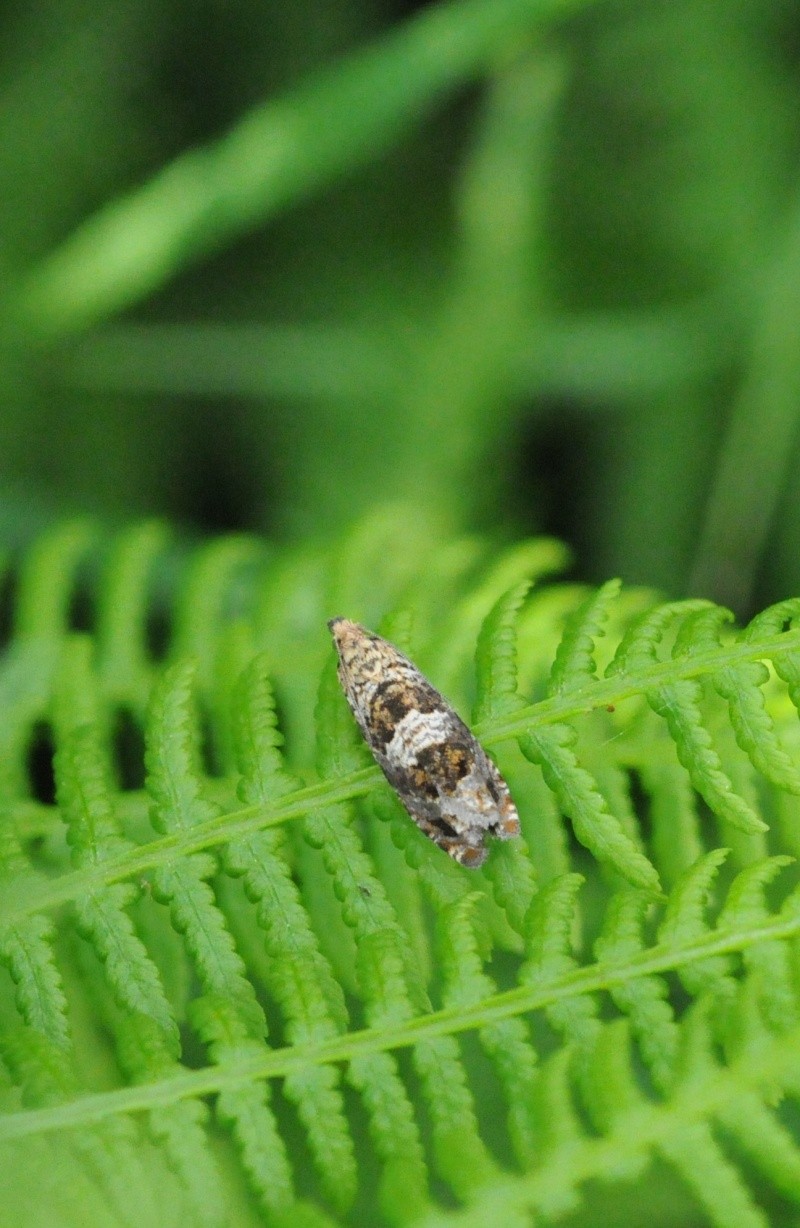 Alcune farfalle da identificare