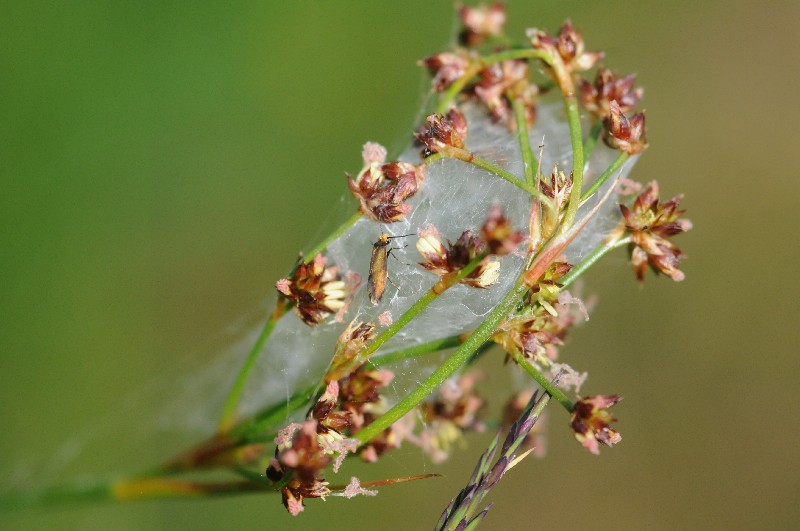 Alcune farfalle da identificare