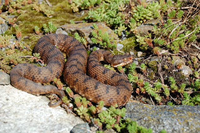 Alcuni serpenti del Canton Ticino