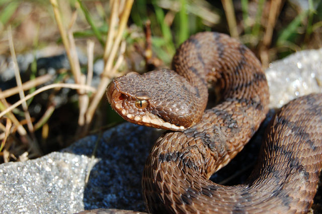 Alcuni serpenti del Canton Ticino